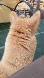 向後真輝ブリーダーからお迎えしたMIX(母トイ・プードル×父ポメラニアン)：むぎちゃんちゃん