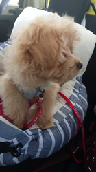 向後真輝ブリーダーからお迎えしたMIX(母トイ・プードル×父ポメラニアン)：むぎちゃんちゃん