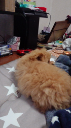 向後真輝ブリーダーからお迎えしたMIX(母トイ・プードル×父ポメラニアン)：むぎちゃんちゃん