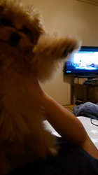 向後真輝ブリーダーからお迎えしたMIX(母トイ・プードル×父ポメラニアン)：むぎちゃんちゃん