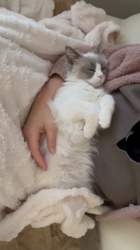 杉山壽ブリーダーからお迎えしたラグドール：うどんくん