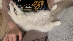 杉山壽ブリーダーからお迎えしたラグドール：うどんくん