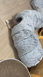 杉山壽ブリーダーからお迎えしたラグドール：うどんくん