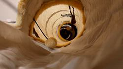 杉山壽ブリーダーからお迎えしたラグドール：うどんくん