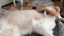 杉山壽ブリーダーからお迎えしたラグドール：うどんくん