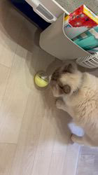 杉山壽ブリーダーからお迎えしたラグドール：うどんくん