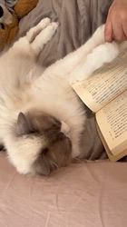 杉山壽ブリーダーからお迎えしたラグドール：うどんくん