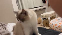 杉山壽ブリーダーからお迎えしたラグドール：うどんくん