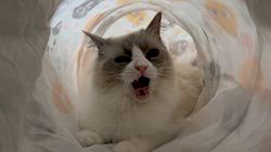 杉山壽ブリーダーからお迎えしたラグドール：うどんくん