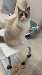 杉山壽ブリーダーからお迎えしたラグドール：うどんくん