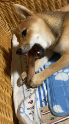 西出育夫ブリーダーからお迎えした柴犬：きなこちゃん