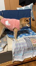 西出育夫ブリーダーからお迎えした柴犬：きなこちゃん