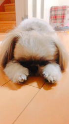 大川美紀ブリーダーからお迎えしたシーズー：くーすけくん