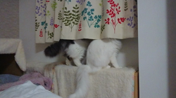 加藤あけみブリーダーからお迎えしたメインクーン：にゃん太くん