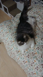 加藤あけみブリーダーからお迎えしたメインクーン：にゃん太くん