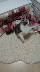 加藤あけみブリーダーからお迎えしたメインクーン：にゃん太くん