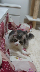 加藤あけみブリーダーからお迎えしたメインクーン：にゃん太くん