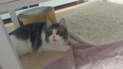 加藤あけみブリーダーからお迎えしたメインクーン：にゃん太くん