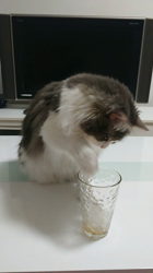 加藤あけみブリーダーからお迎えしたメインクーン：にゃん太くん