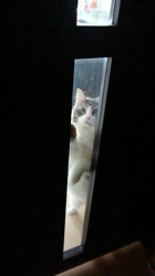 加藤あけみブリーダーからお迎えしたメインクーン：にゃん太くん