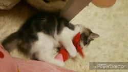 加藤あけみブリーダーからお迎えしたメインクーン：にゃん太くん