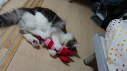 加藤あけみブリーダーからお迎えしたメインクーン：にゃん太くん