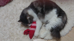 加藤あけみブリーダーからお迎えしたメインクーン：にゃん太くん