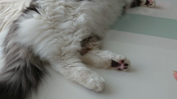 加藤あけみブリーダーからお迎えしたメインクーン：にゃん太くん