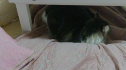 加藤あけみブリーダーからお迎えしたメインクーン：にゃん太くん