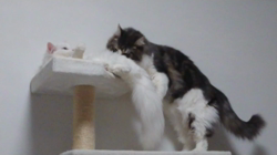 加藤あけみブリーダーからお迎えしたメインクーン：にゃん太くん