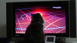 加藤あけみブリーダーからお迎えしたメインクーン：にゃん太くん