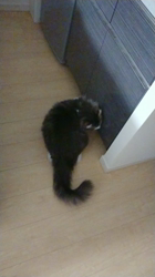 加藤あけみブリーダーからお迎えしたメインクーン：にゃん太くん