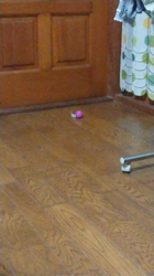 加藤あけみブリーダーからお迎えしたメインクーン：にゃん太くん
