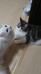 加藤あけみブリーダーからお迎えしたメインクーン：にゃん太くん