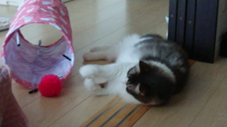 加藤あけみブリーダーからお迎えしたメインクーン：にゃん太くん