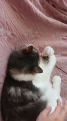 加藤あけみブリーダーからお迎えしたメインクーン：にゃん太くん