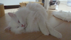 加藤あけみブリーダーからお迎えしたメインクーン：にゃん太くん