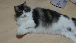加藤あけみブリーダーからお迎えしたメインクーン：にゃん太くん