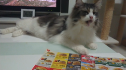 加藤あけみブリーダーからお迎えしたメインクーン：にゃん太くん