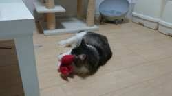 加藤あけみブリーダーからお迎えしたメインクーン：にゃん太くん