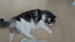 加藤あけみブリーダーからお迎えしたメインクーン：にゃん太くん