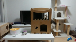 加藤あけみブリーダーからお迎えしたメインクーン：にゃん太くん