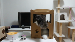 加藤あけみブリーダーからお迎えしたメインクーン：にゃん太くん