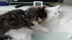 加藤あけみブリーダーからお迎えしたメインクーン：にゃん太くん