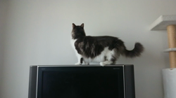 加藤あけみブリーダーからお迎えしたメインクーン：にゃん太くん