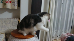 加藤あけみブリーダーからお迎えしたメインクーン：にゃん太くん