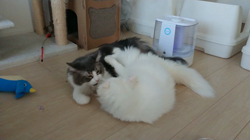 加藤あけみブリーダーからお迎えしたメインクーン：にゃん太くん