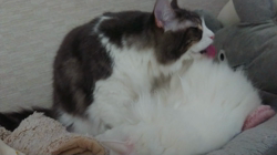 加藤あけみブリーダーからお迎えしたメインクーン：にゃん太くん