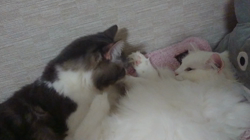 加藤あけみブリーダーからお迎えしたメインクーン：にゃん太くん