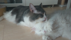 加藤あけみブリーダーからお迎えしたメインクーン：にゃん太くん